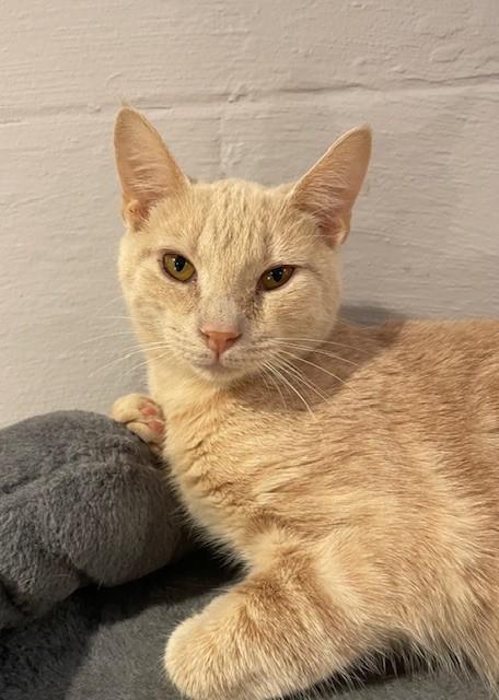 Grizzly (LE), a Adoptable Domestic Short Hair in Little Falls, NJ image 3/3