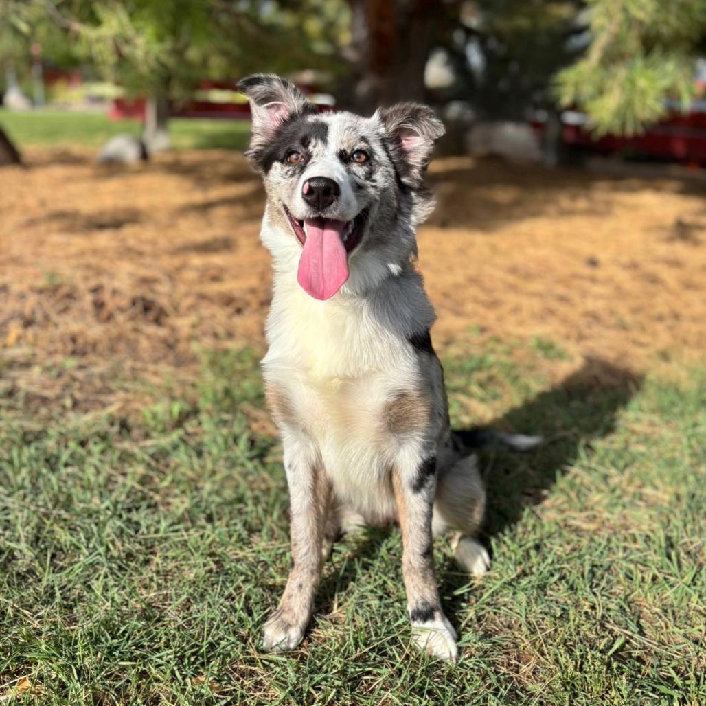 Dandy, Adoptable, Young Female Australian Shepherd.
