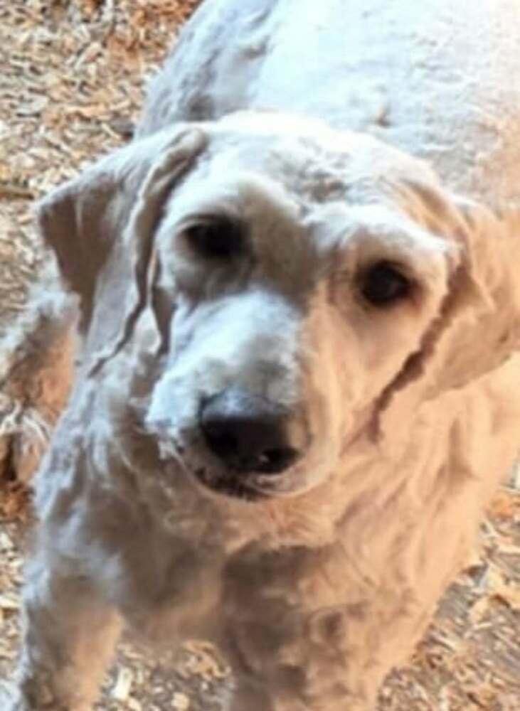 Enlarge Sirabi, a Adoptable Goldendoodle in Mauston, WI image 1/1