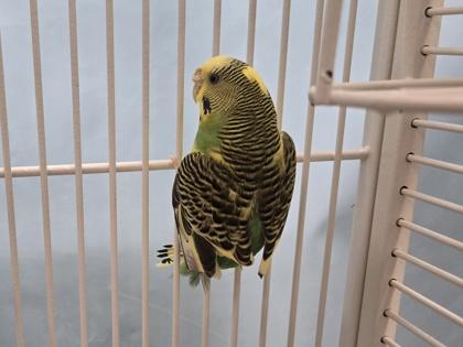 Enlarge Pudgie, a Adoptable Parakeet (Other) in Coon Rapids, MN image 1/2