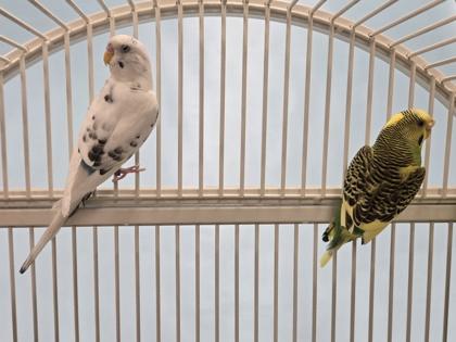 Enlarge Pudgie, a Adoptable Parakeet (Other) in Coon Rapids, MN image 2/2