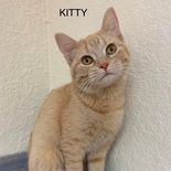 Kitty, a Adoptable Tabby in Rushville, IL image 3/3
