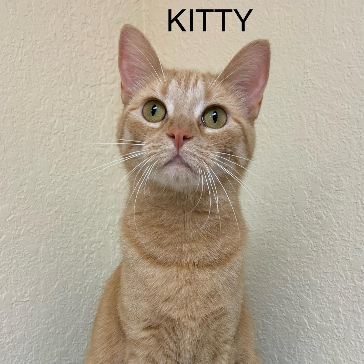 Kitty, a Adoptable Tabby in Rushville, IL image 1/3