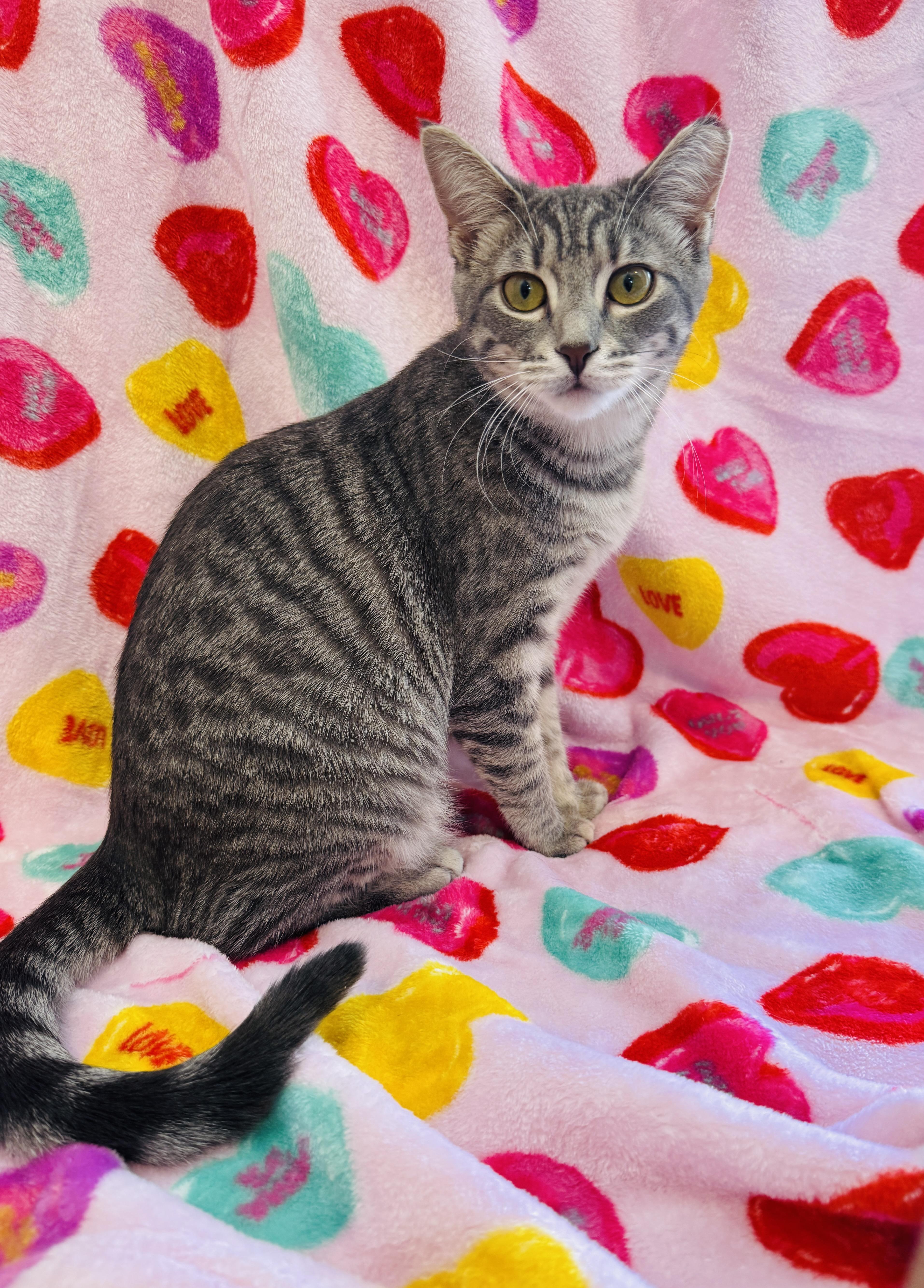 Cinnamon - 6 MONTHS - AS WARM & COMFORTING AS HER NAME!, ADOPTABLE, Young Female American Shorthair.