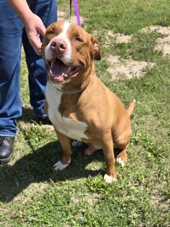 Miles, a Adoptable mixed breed in Larned, KS image 1/4