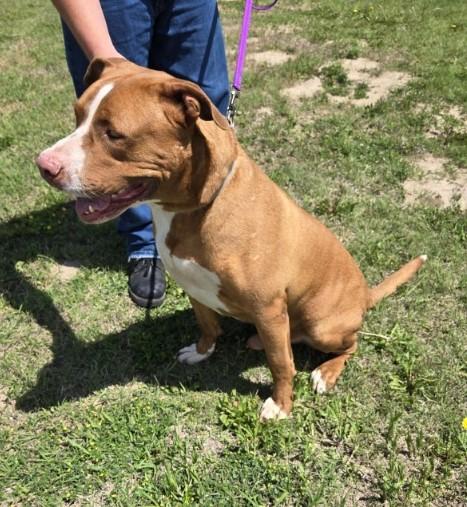 Miles, a Adoptable mixed breed in Larned, KS image 2/4