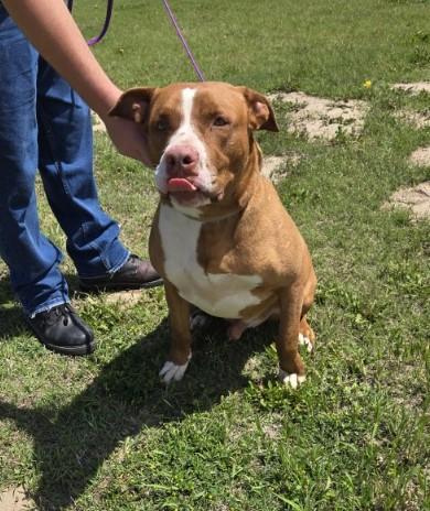 Miles, a Adoptable mixed breed in Larned, KS image 3/4