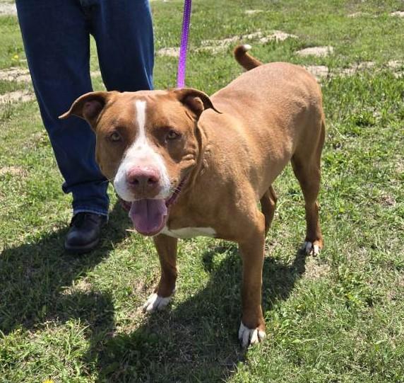 Miles, a Adoptable mixed breed in Larned, KS image 4/4