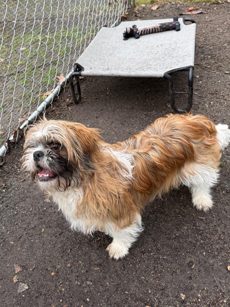Piper, Adoptable, Young Male Shih Tzu.