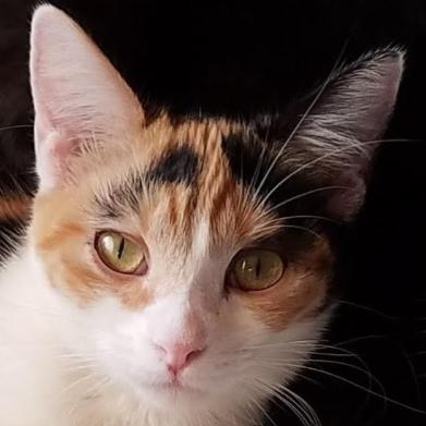 Rosie (Wilma), Adoptable, Adult Female Domestic Short Hair & Calico.