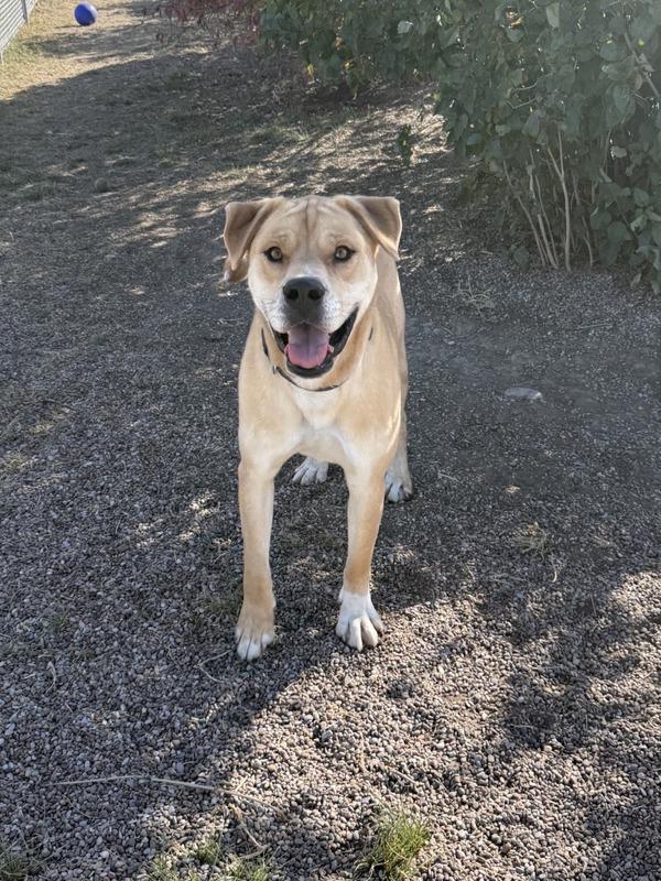 Enlarge Malone, a Adoptable mixed breed in Great Falls, MT image 1/1