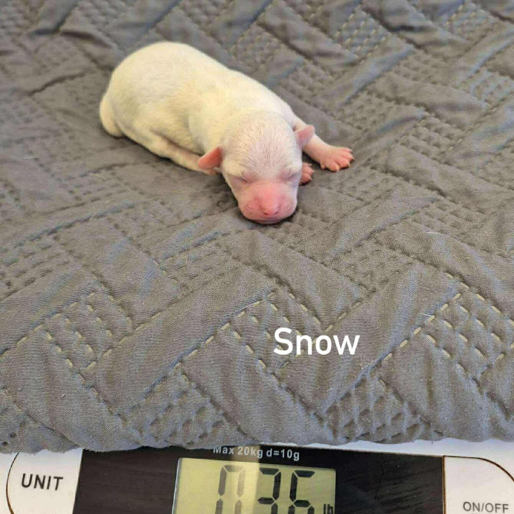 Enlarge Earnest 26-01-079, a Adoptable Chihuahua in Bastrop, TX image 1/6