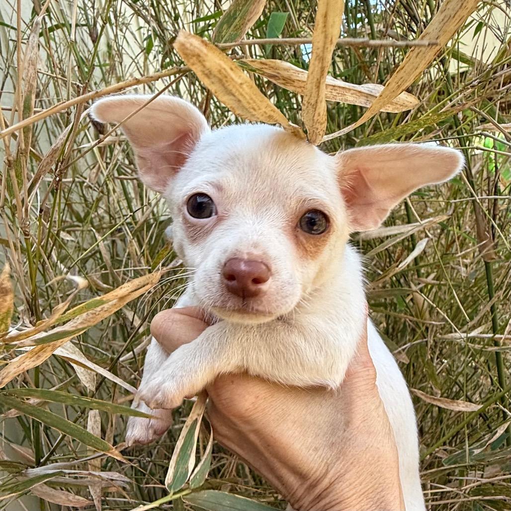 Enlarge Earnest 26-01-079, a Adoptable Chihuahua in Bastrop, TX image 2/6