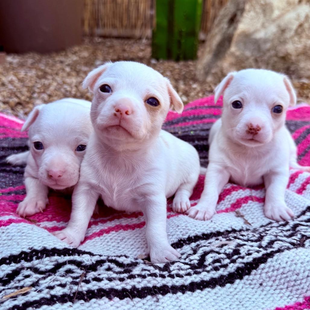 Enlarge Earnest 26-01-079, a Adoptable Chihuahua in Bastrop, TX image 3/6