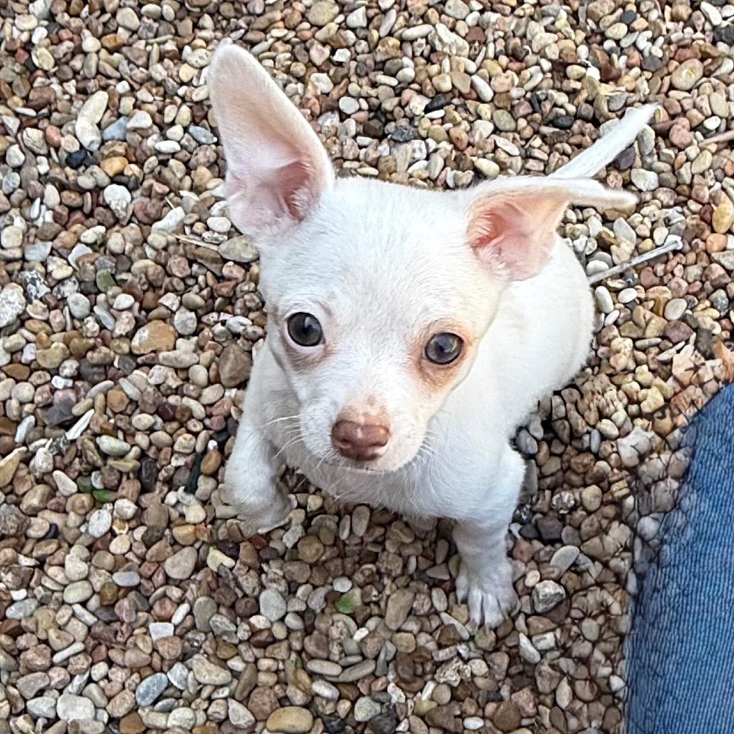 Enlarge Earnest 26-01-079, a Adoptable Chihuahua in Bastrop, TX image 5/6