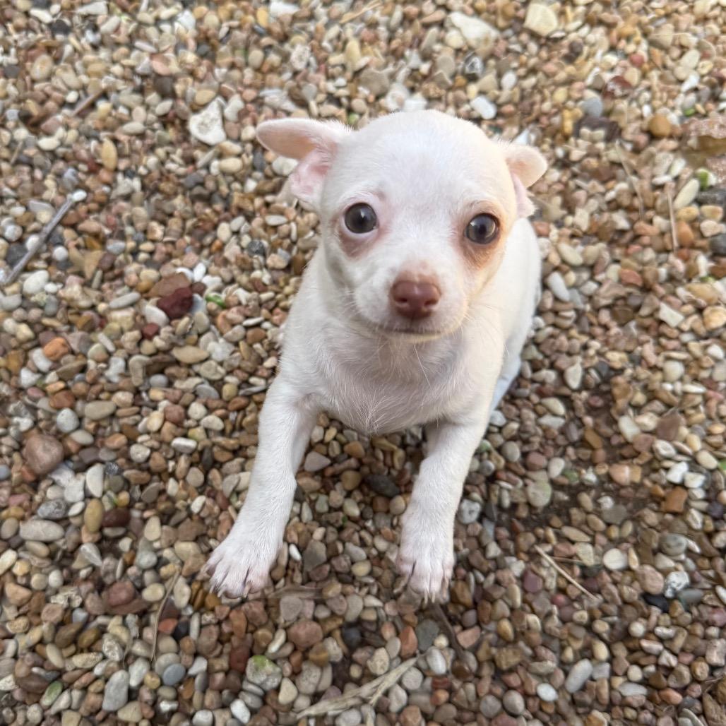 Enlarge Earnest 26-01-079, a Adoptable Chihuahua in Bastrop, TX image 6/6