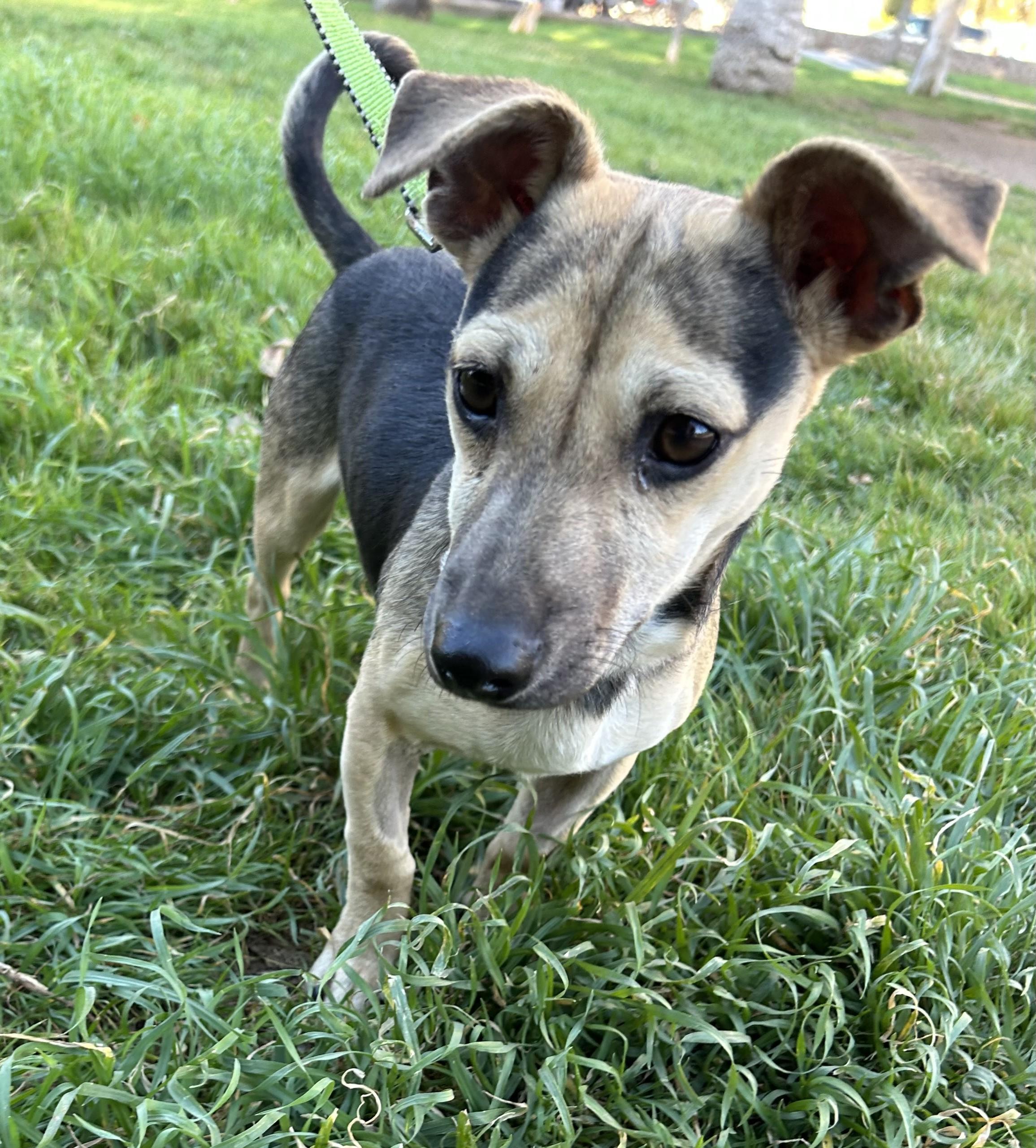 Enlarge ALAN, a ADOPTABLE mixed breed in Bell Gardens, CA image 1/6
