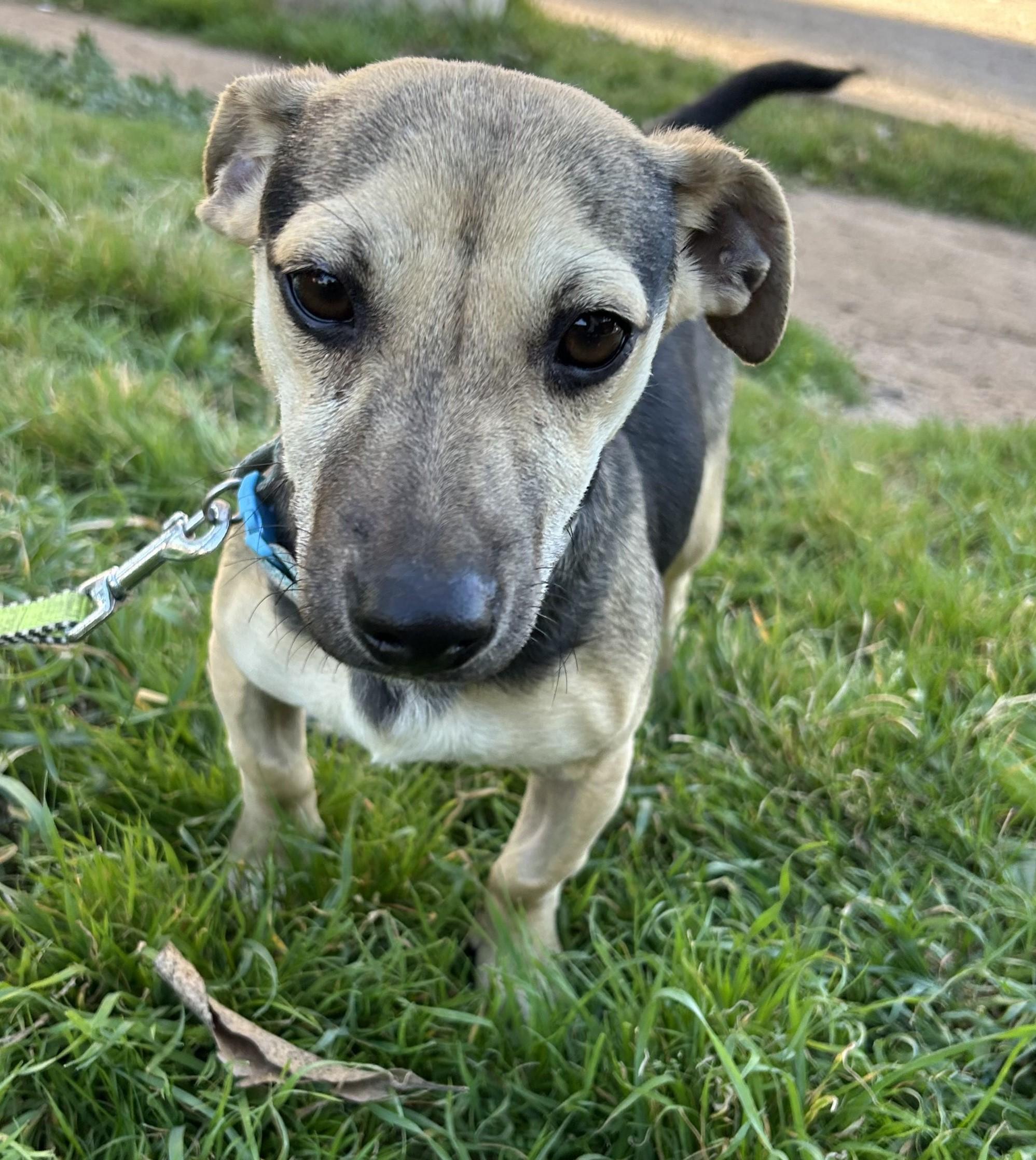 Enlarge ALAN, a ADOPTABLE mixed breed in Bell Gardens, CA image 6/6