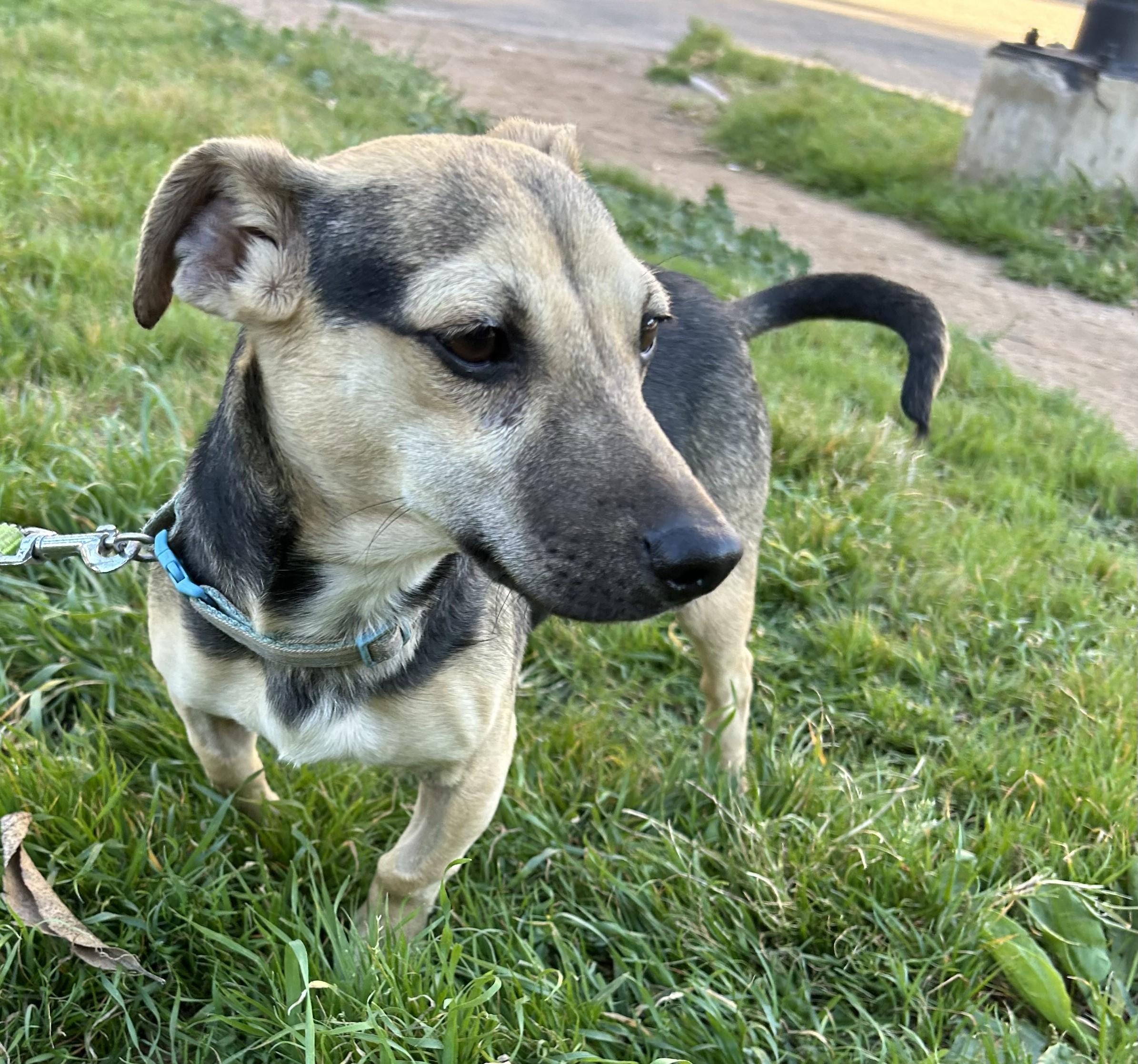 Enlarge ALAN, a ADOPTABLE mixed breed in Bell Gardens, CA image 3/6