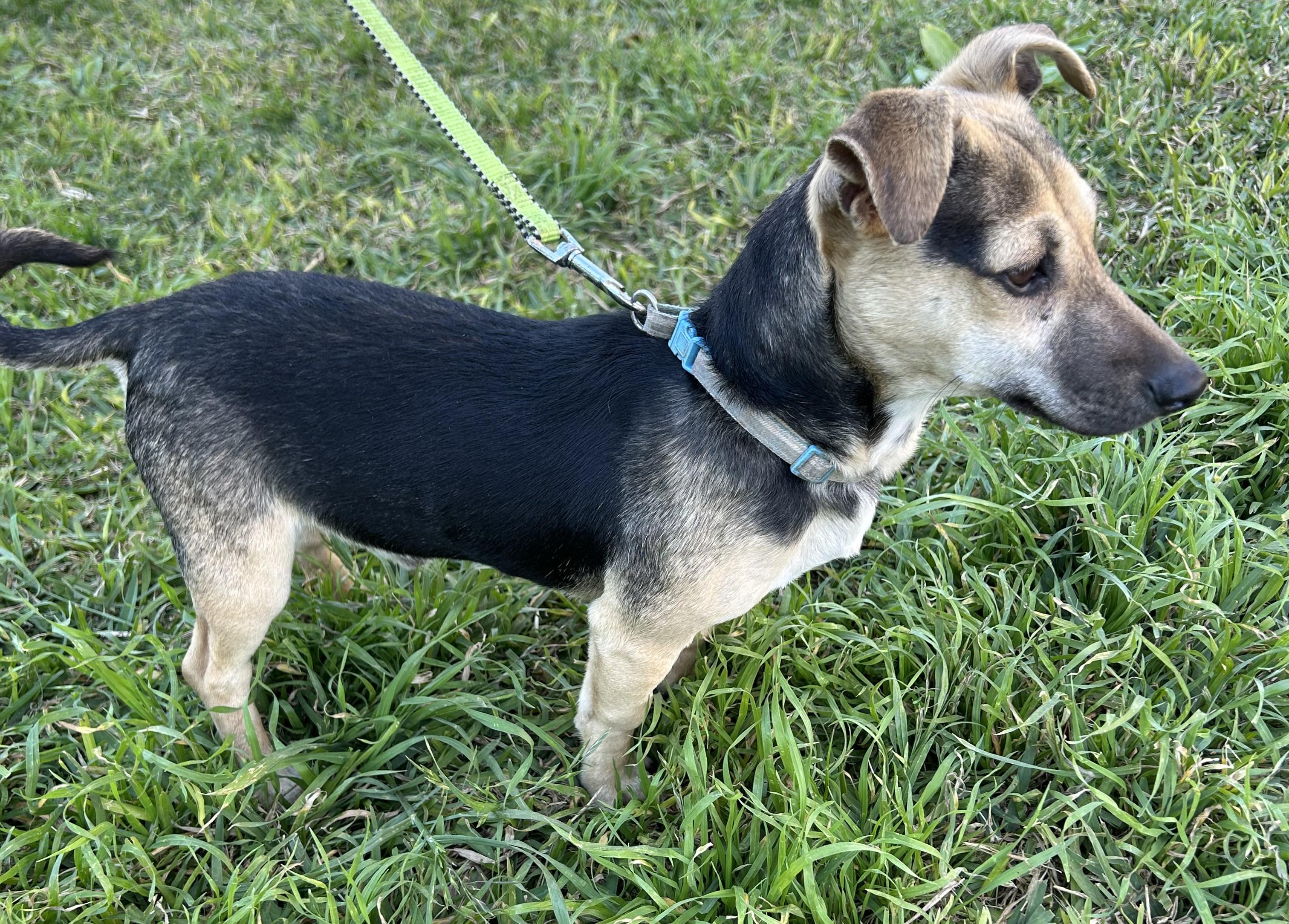 Enlarge ALAN, a ADOPTABLE mixed breed in Bell Gardens, CA image 2/6