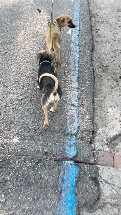 Enlarge ALAN, a ADOPTABLE mixed breed in Bell Gardens, CA video 5/6