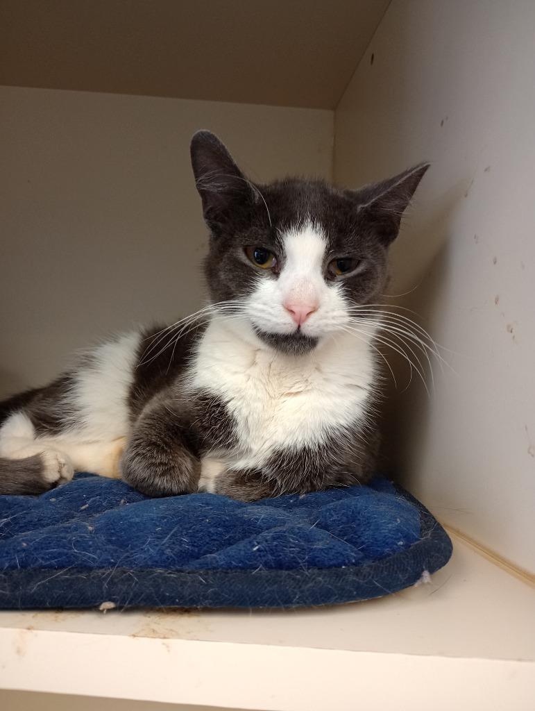 Hewey, Adoptable, Young Male Domestic Short Hair.