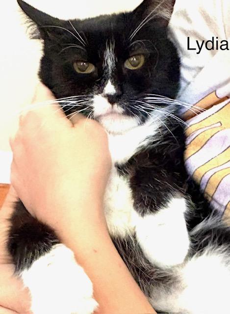 Lydia, Adoptable, Adult Female Domestic Short Hair & American Shorthair.