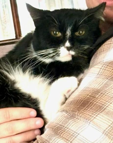 Lydia, Adoptable, Adult Female Domestic Short Hair & American Shorthair.