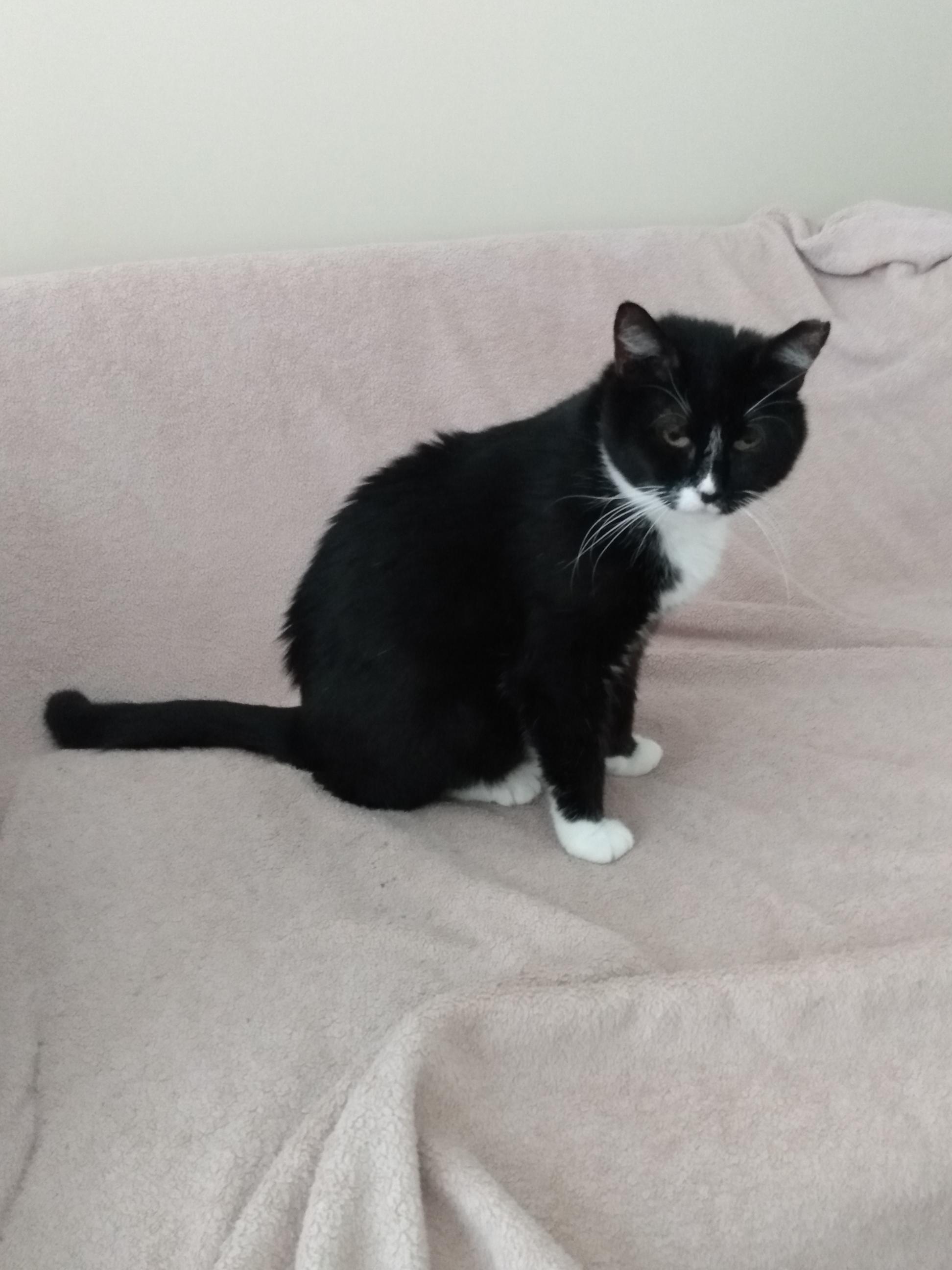 Enlarge Lydia, a Adoptable mixed breed in Annapolis, MD image 1/1