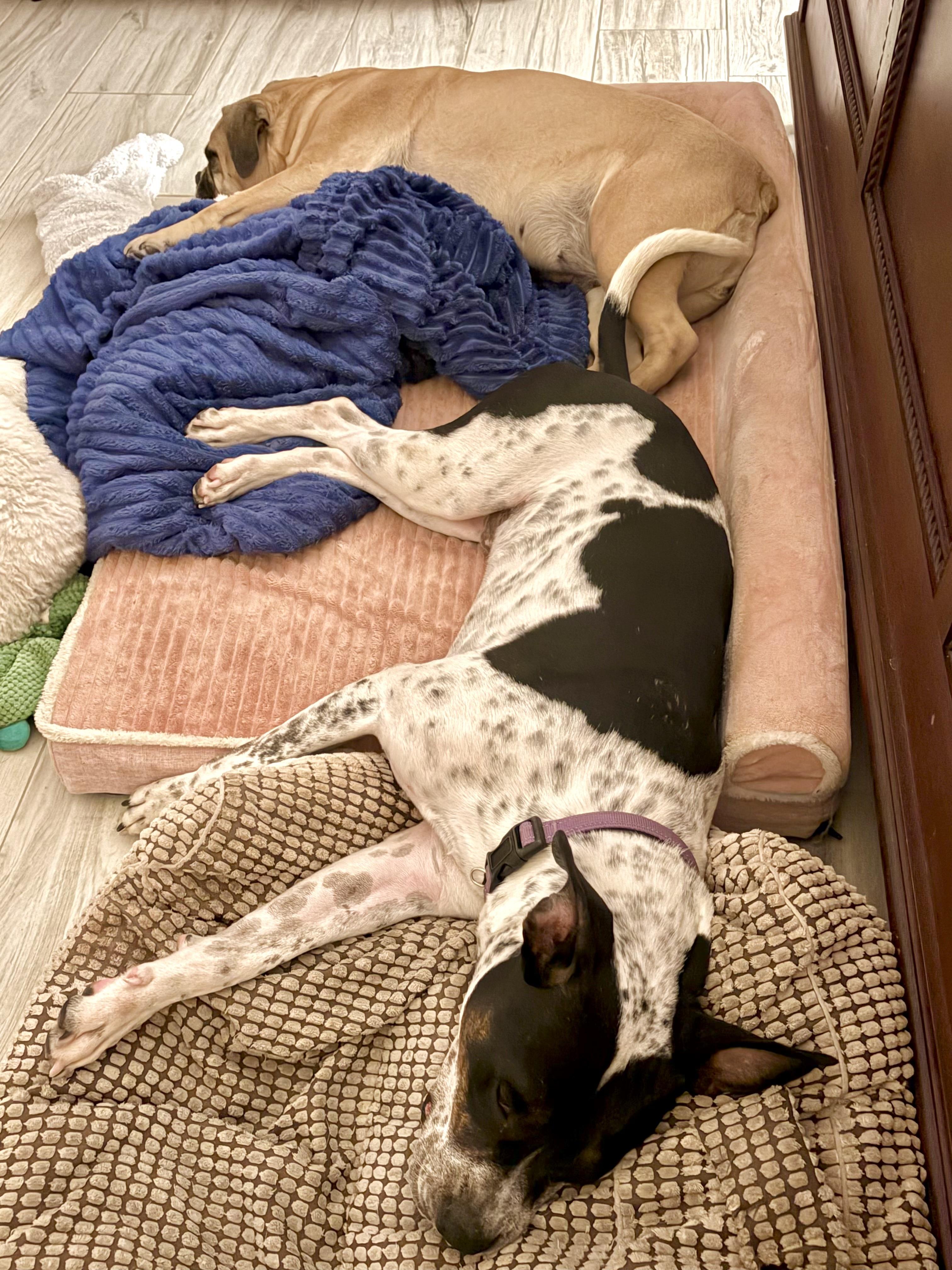 Enlarge Spot, a Adoptable mixed breed in Des Moines  , IA image 2/2