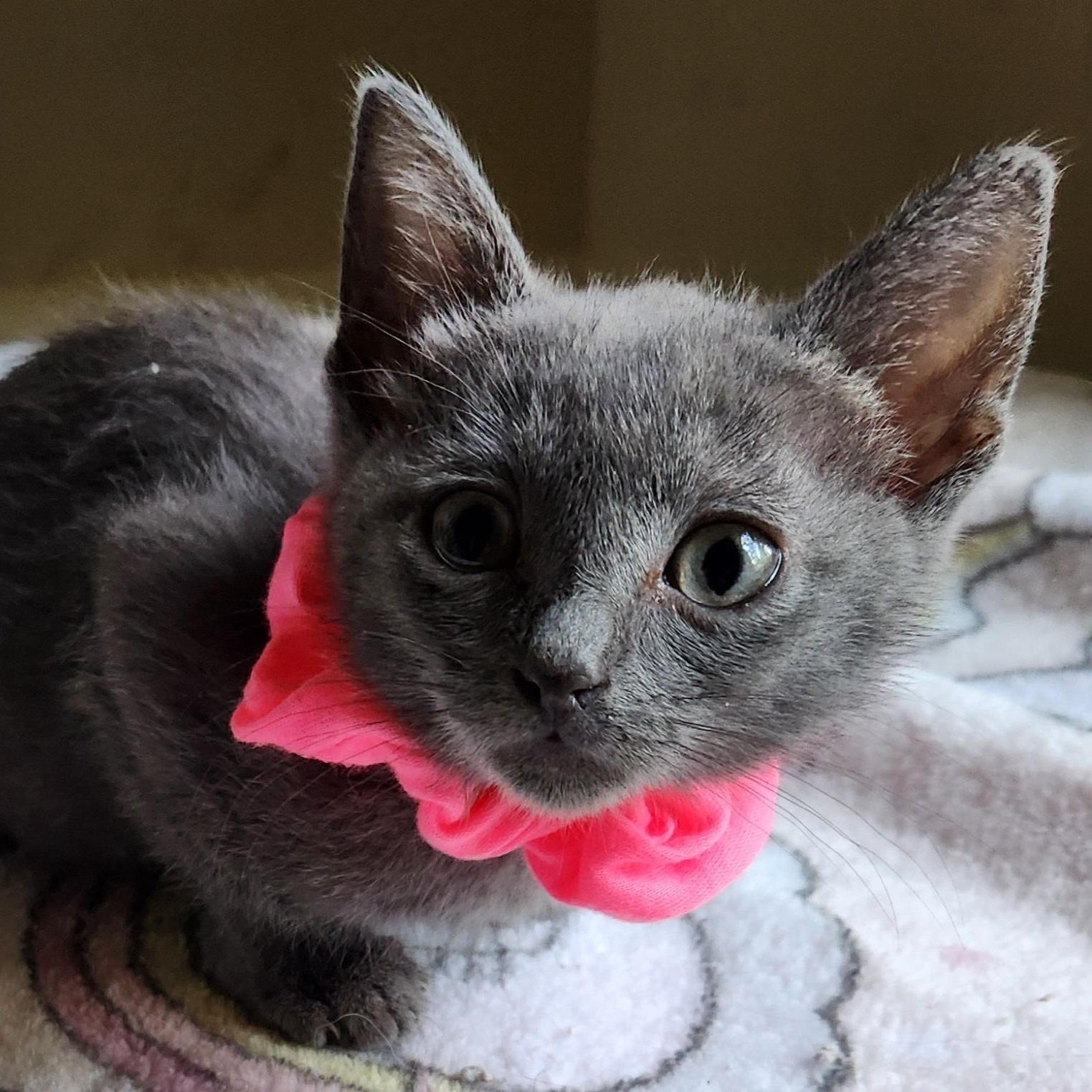 Enlarge Dusty and Starlight, a Adoptable mixed breed in Magnolia, TX image 4/5