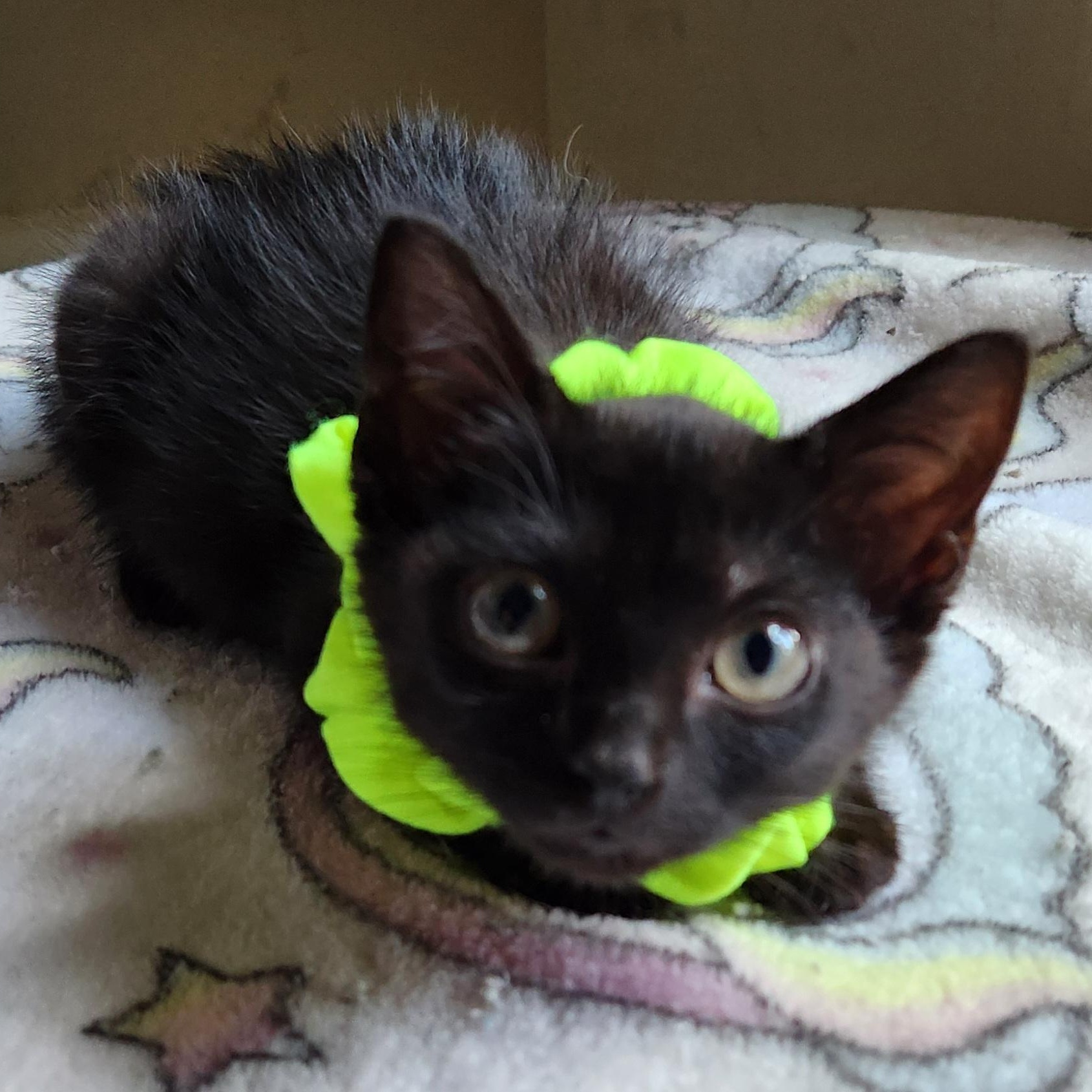 Enlarge Dusty and Starlight, a Adoptable mixed breed in Magnolia, TX image 5/5