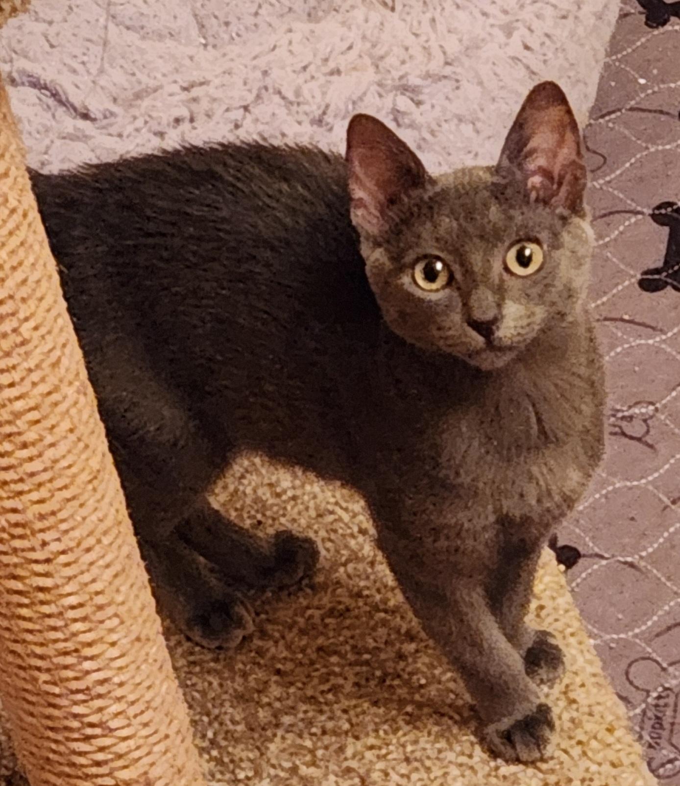 Dusty and Starlight, Adoptable, Young Female Russian Blue & Domestic Short Hair.