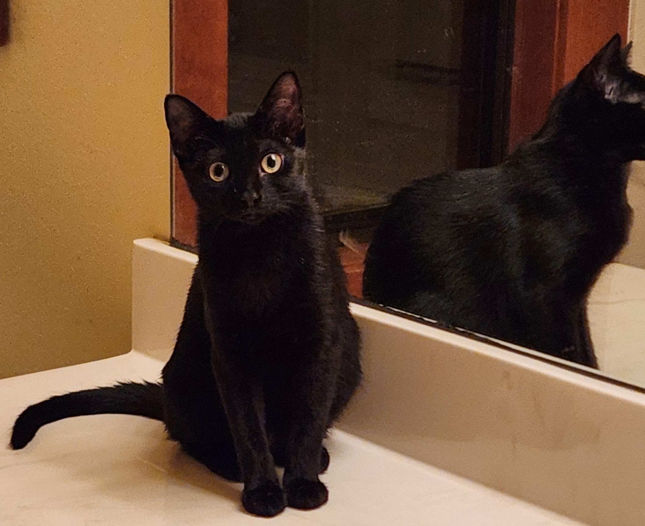 Enlarge Dusty and Starlight, a Adoptable mixed breed in Magnolia, TX image 2/5