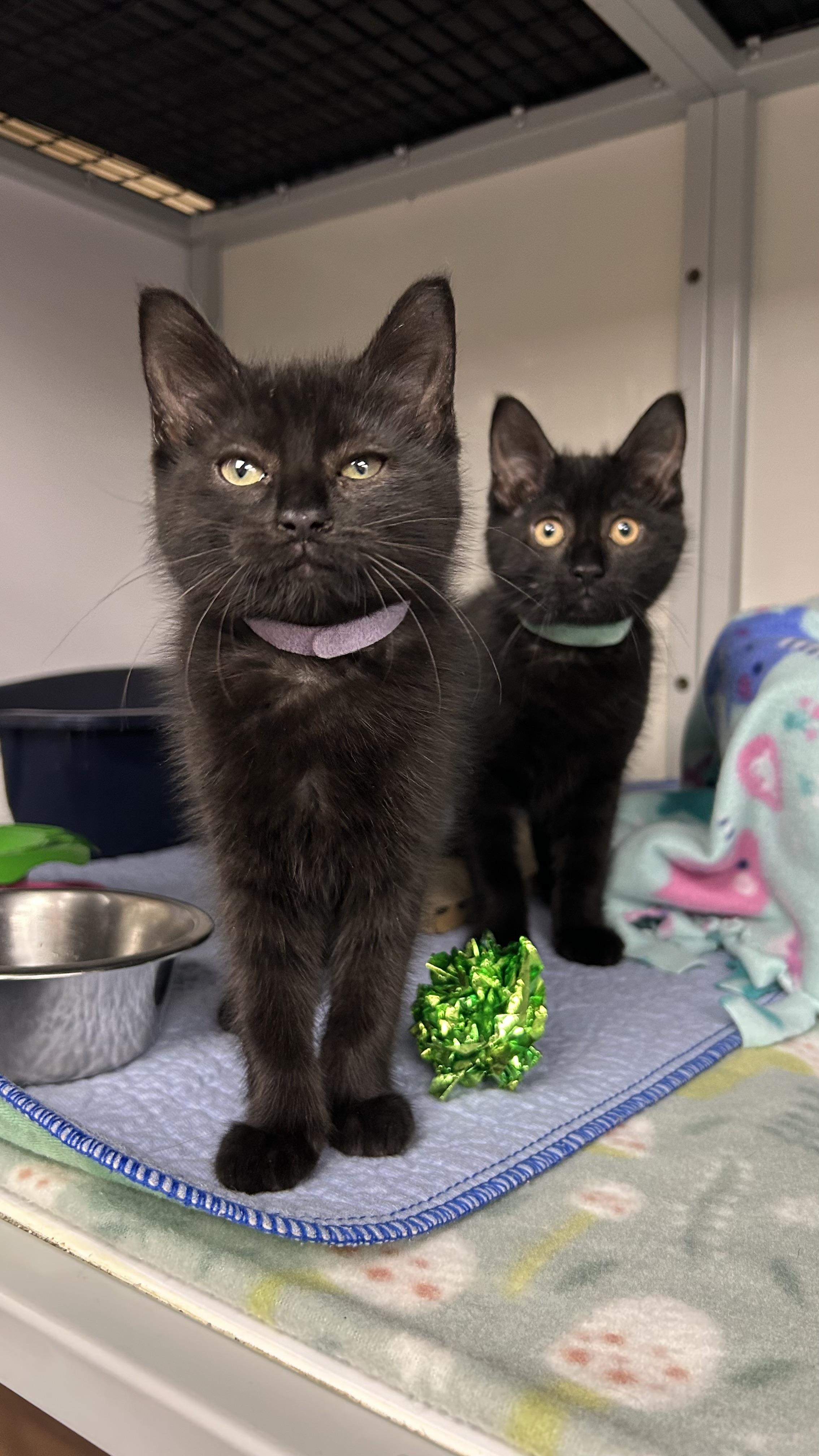Selena, ADOPTABLE, Kitten Female Domestic Short Hair.