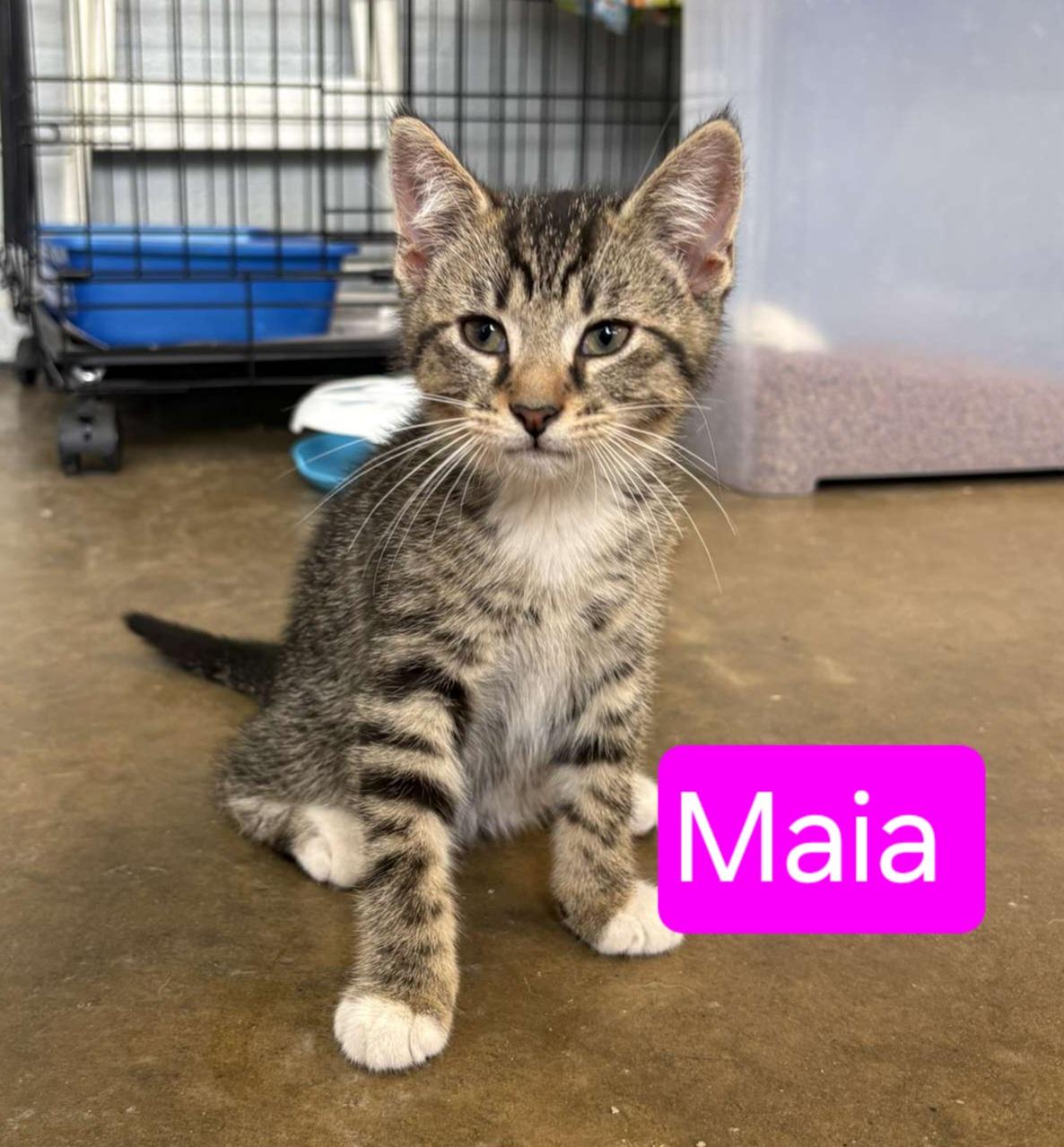 Maia, Adopted, Young Female Domestic Short Hair.