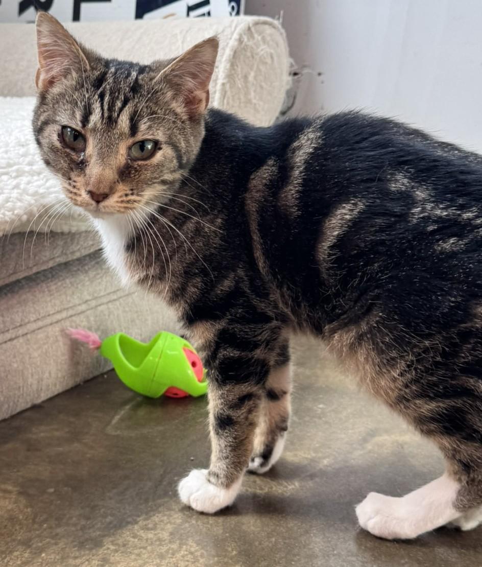 Enlarge Maia, a Adopted Domestic Short Hair in Hermitage, PA image 2/2