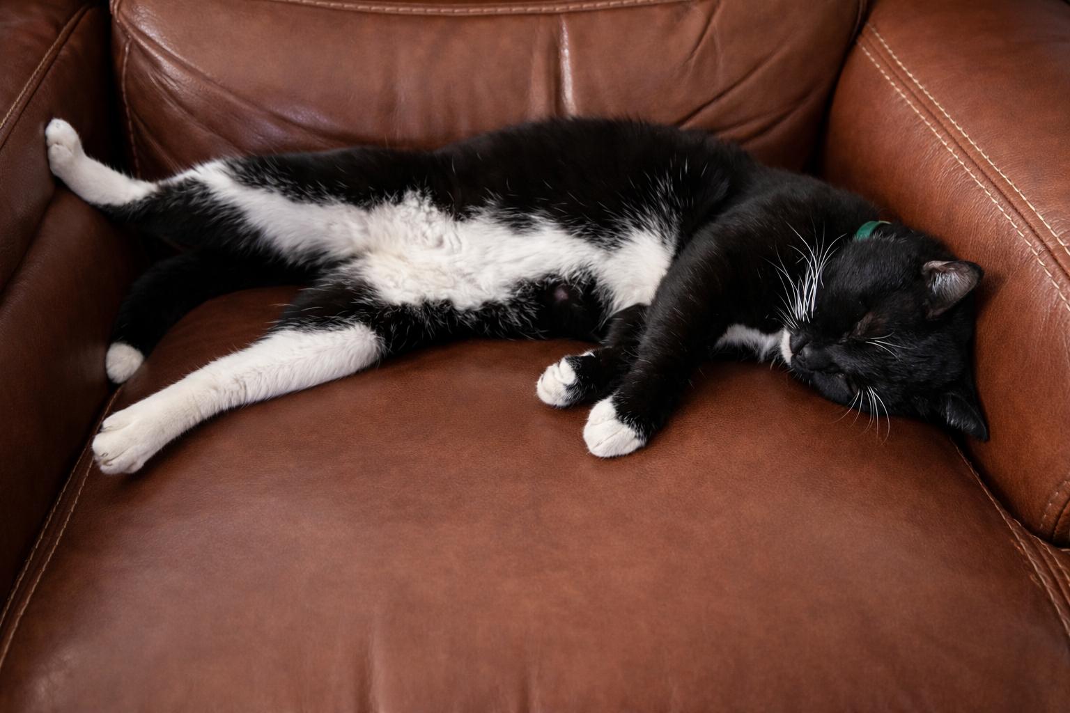 Enlarge Freddie Purrcury, an adopted Tuxedo in Houston, TX image 5/5