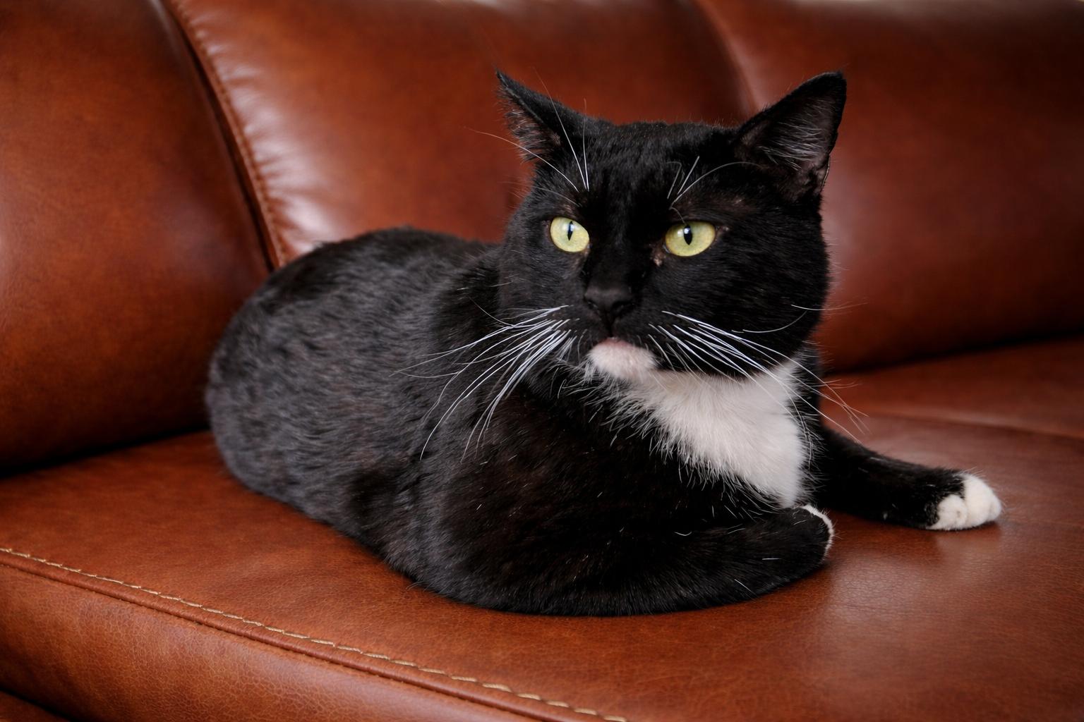 Enlarge Freddie Purrcury, an adopted Tuxedo in Houston, TX image 4/5