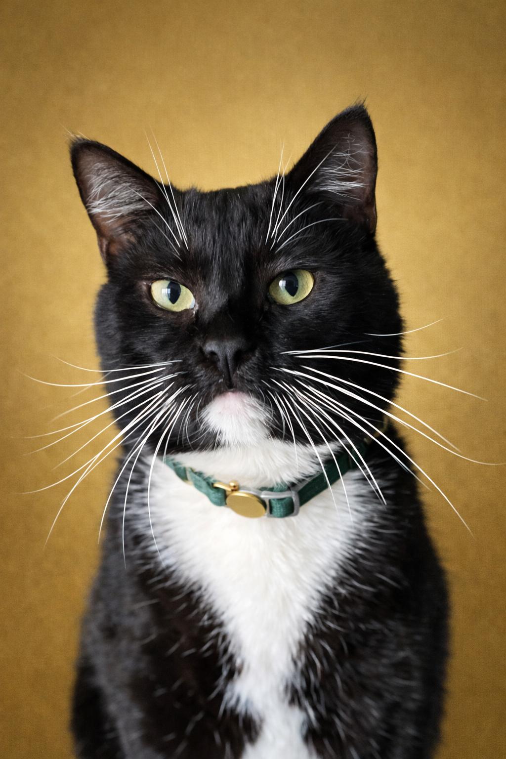 Freddie Purrcury, adopted, Young Male Tuxedo.
