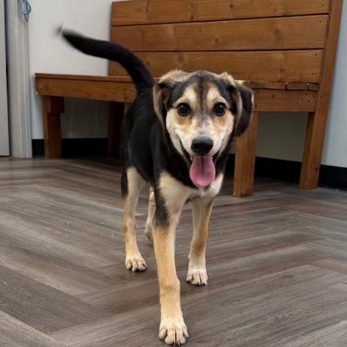 Harper, Adopted, Puppy Female Shepherd.