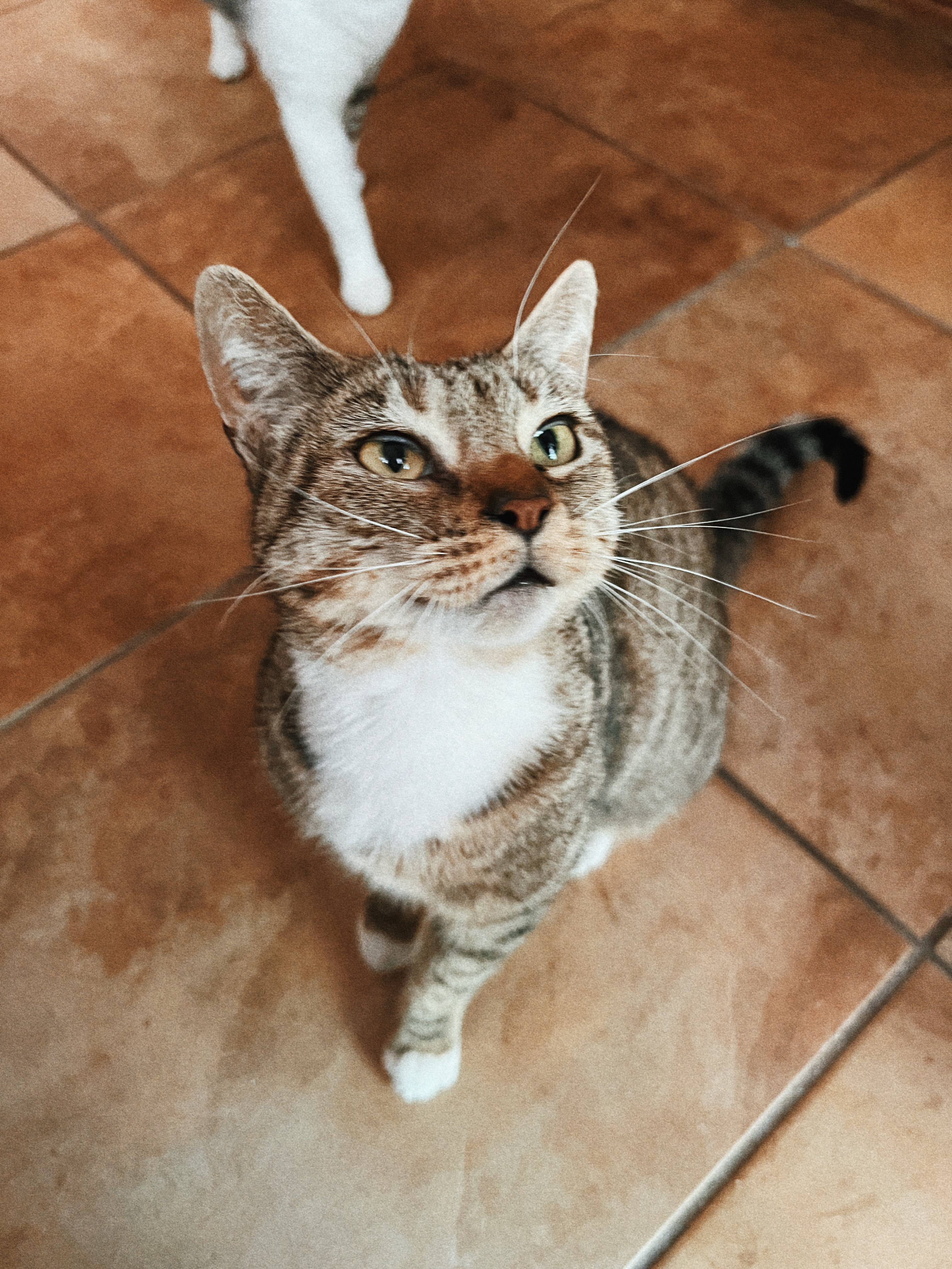 NUTMEG