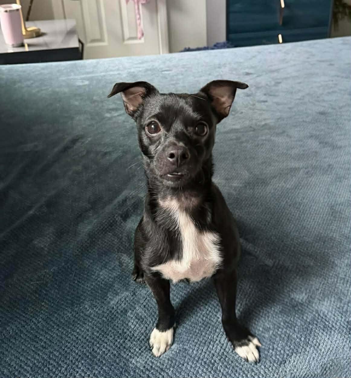 Wasabi, a ADOPTABLE mixed breed in Milton, FL image 2/2