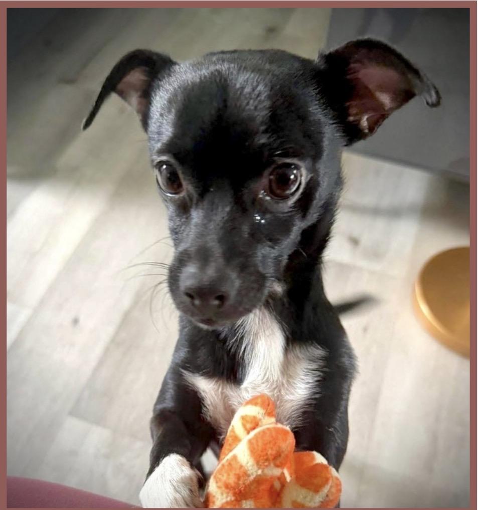 Wasabi, a ADOPTABLE mixed breed in Milton, FL image 1/2