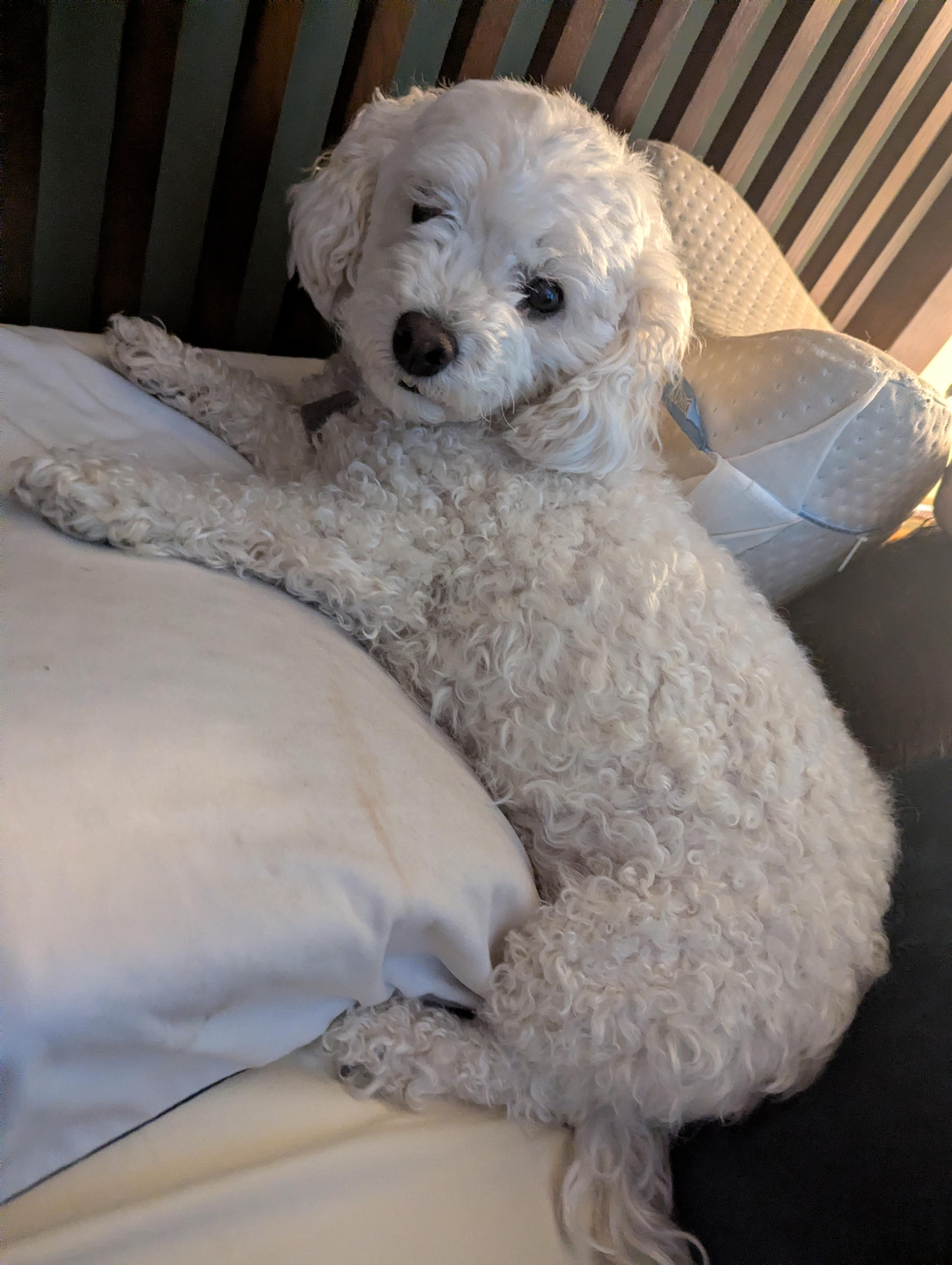 Enlarge Mochi, an adoptable Bichon Frise in Mississauga, ON image 2/4