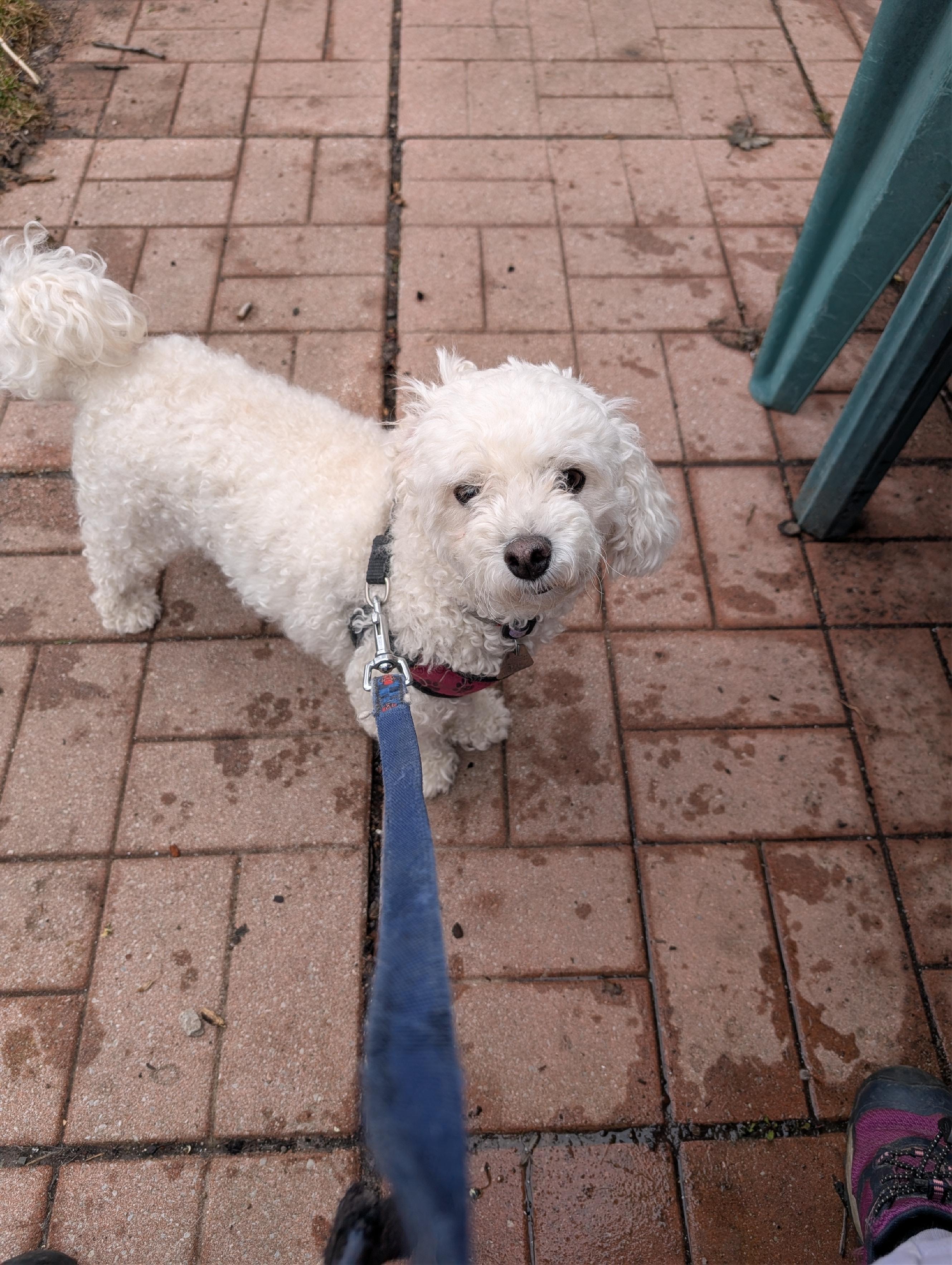 Enlarge Mochi, an adoptable Bichon Frise in Mississauga, ON image 3/4
