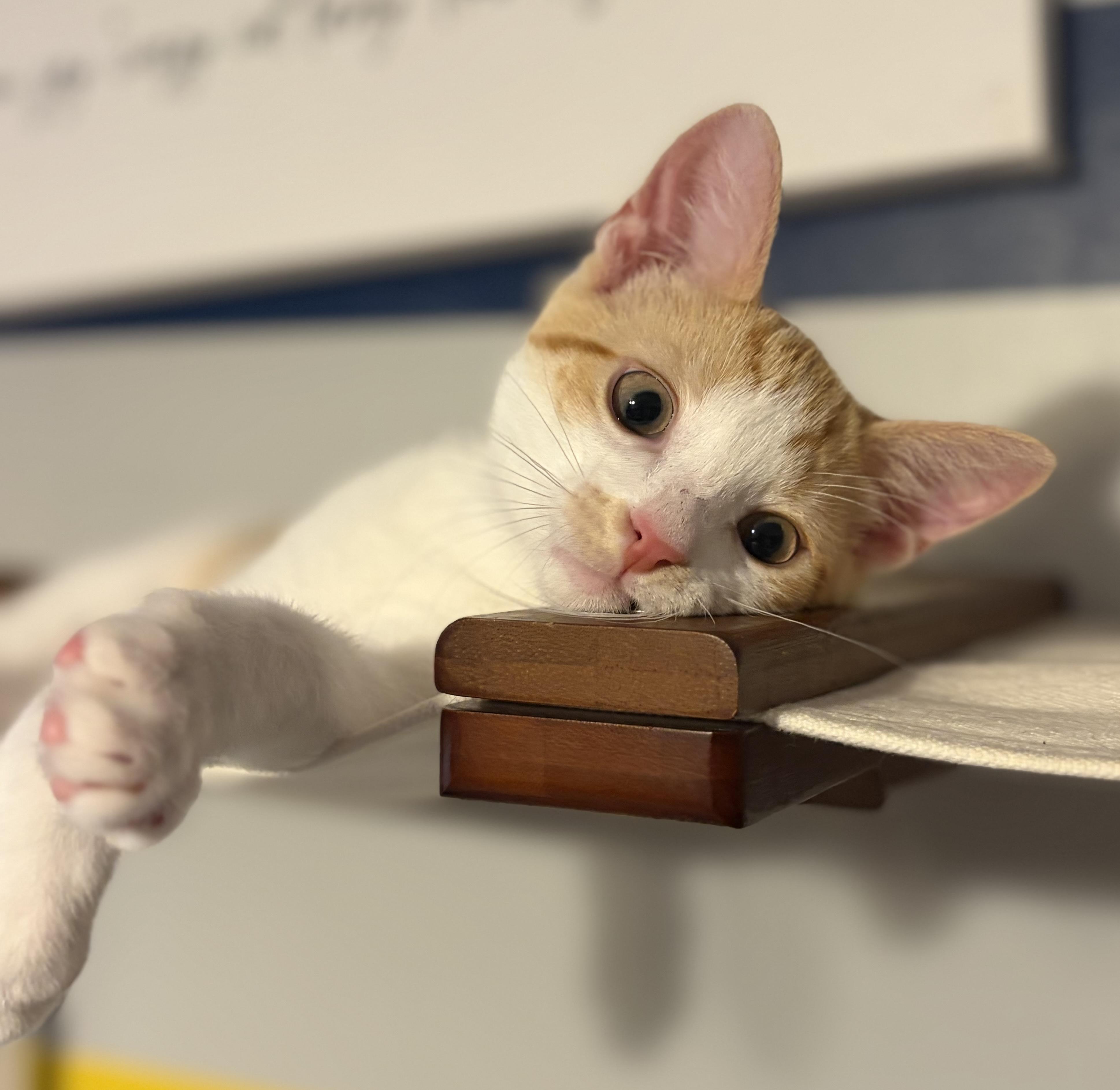 Anthany (Mr Sweetness), a ADOPTABLE Domestic Short Hair in South Lyon, MI image 2/6