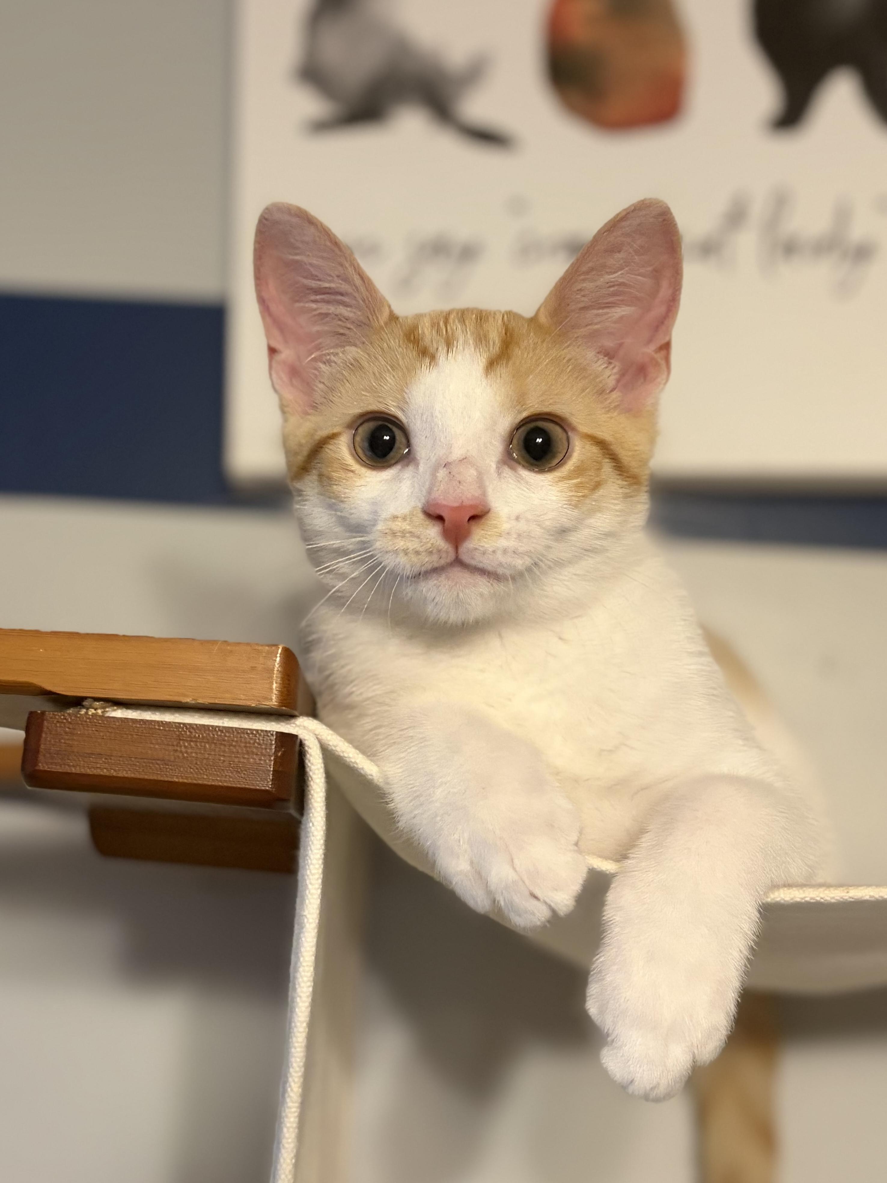 Anthany (Mr Sweetness), a ADOPTABLE Domestic Short Hair in South Lyon, MI image 6/6