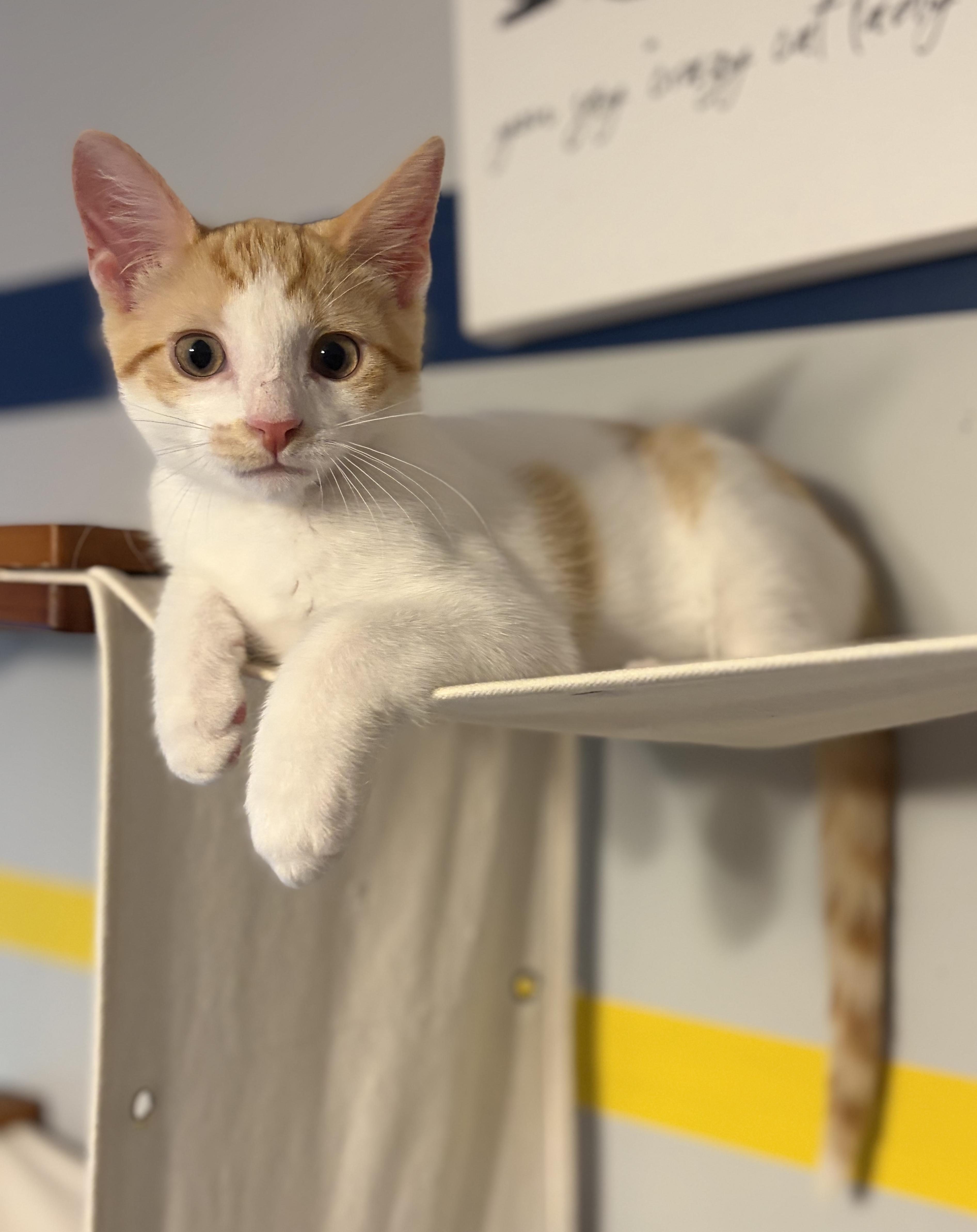 Anthany (Mr Sweetness), a ADOPTABLE Domestic Short Hair in South Lyon, MI image 3/6
