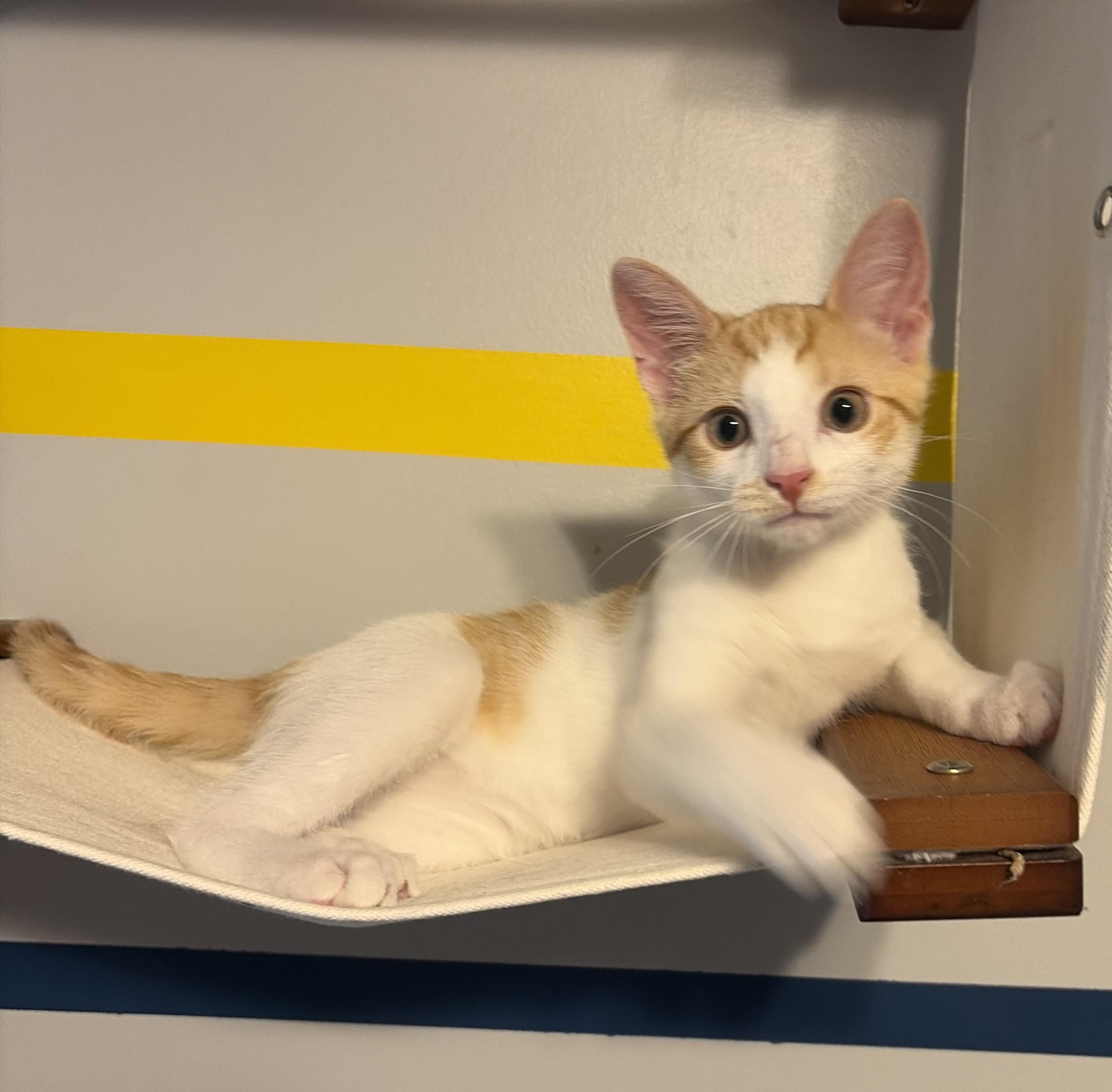 Anthany (Mr Sweetness), a ADOPTABLE Domestic Short Hair in South Lyon, MI image 4/6